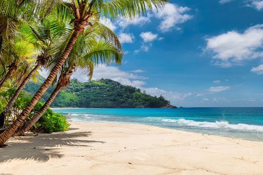 Beach Vibes Collections