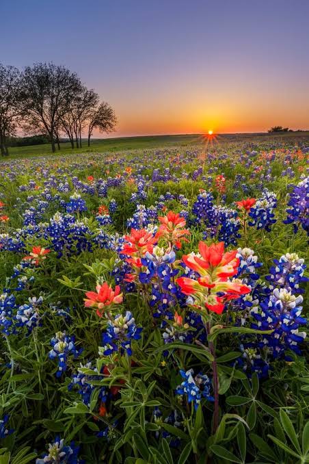 “Spring is in the Air”